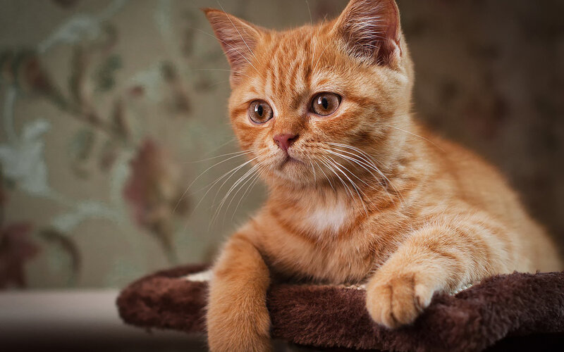 Orange Tabby Kitten — Calm, Photograph, Cat Bed