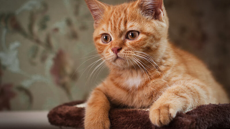 Orange Tabby Kitten — Calm, Photograph, Cat Bed, Wallpaper