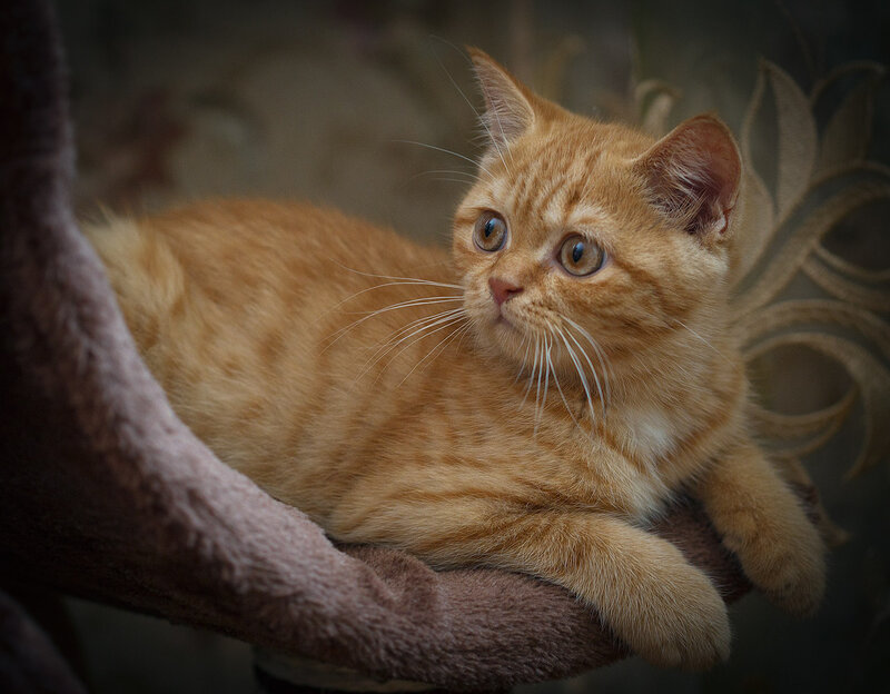 Orange Tabby Kitten — Calm, Photograph, Cat Bed, Whiskers