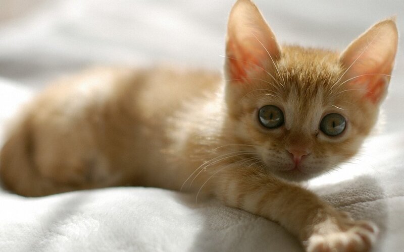 Orange Tabby Kitten — Calm, Photograph, Cat, Blanket