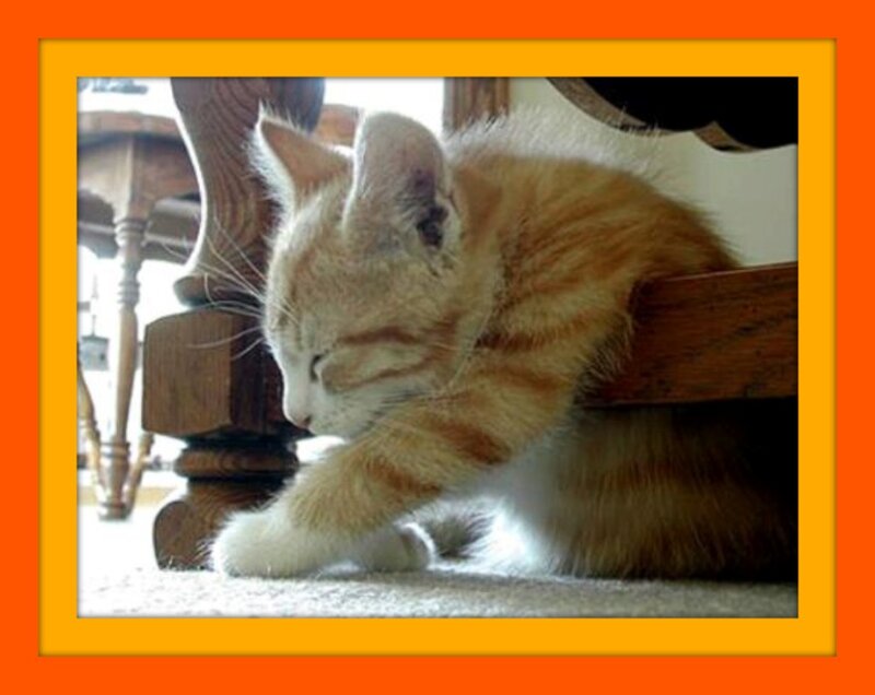 Orange Tabby Kitten — Calm, Photograph, Cat, Carpet