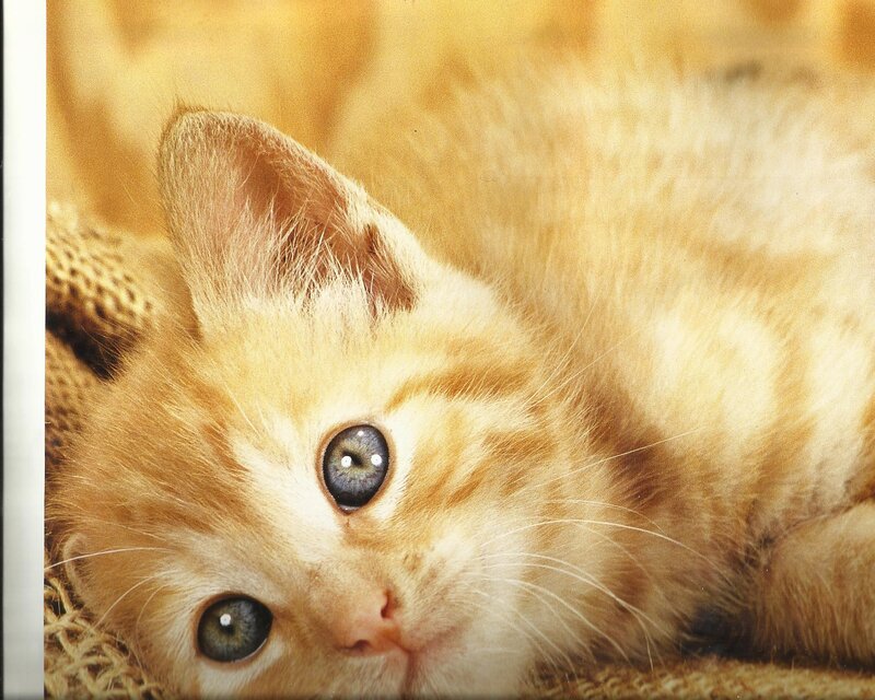 Orange Tabby Kitten — Calm, Photograph, Cat, Eyes