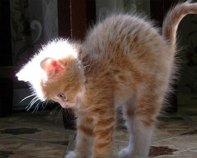 Orange Tabby Kitten — Calm, Photograph, Cat, Floor