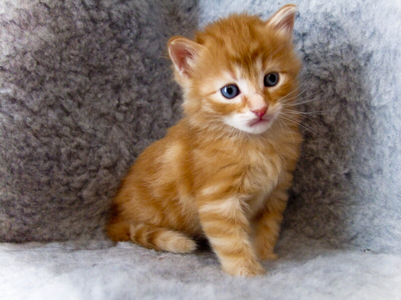 Orange Tabby Kitten — Calm, Photograph, Cat, Fur