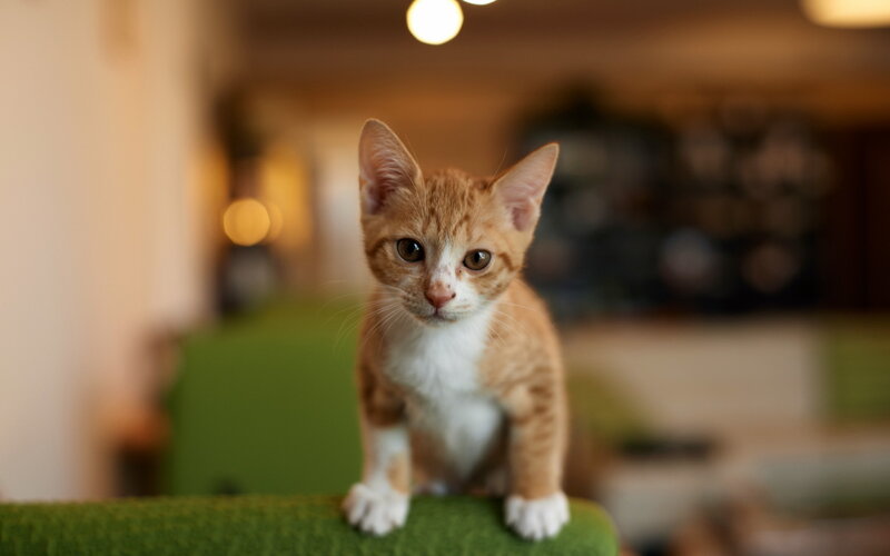 Orange Tabby Kitten — Calm, Photograph, Cat, Green Surface