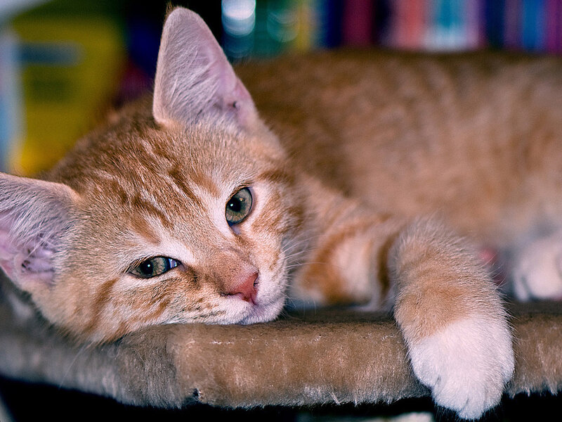 Orange Tabby Kitten — Calm, Photograph, Cat