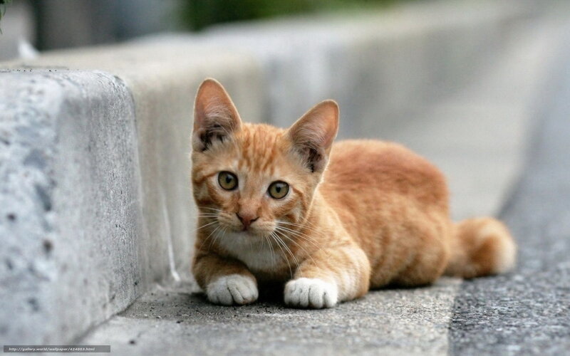Orange Tabby Kitten — Calm, Photograph, Concrete Curb