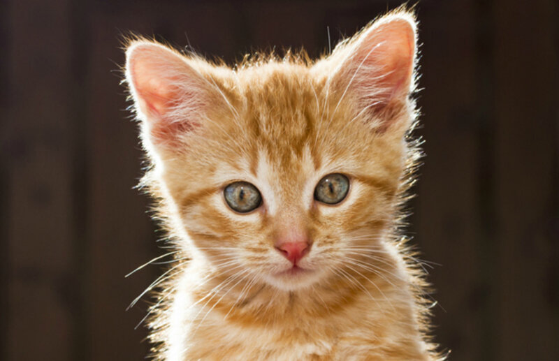 Orange Tabby Kitten — Calm, Photograph, Eyes