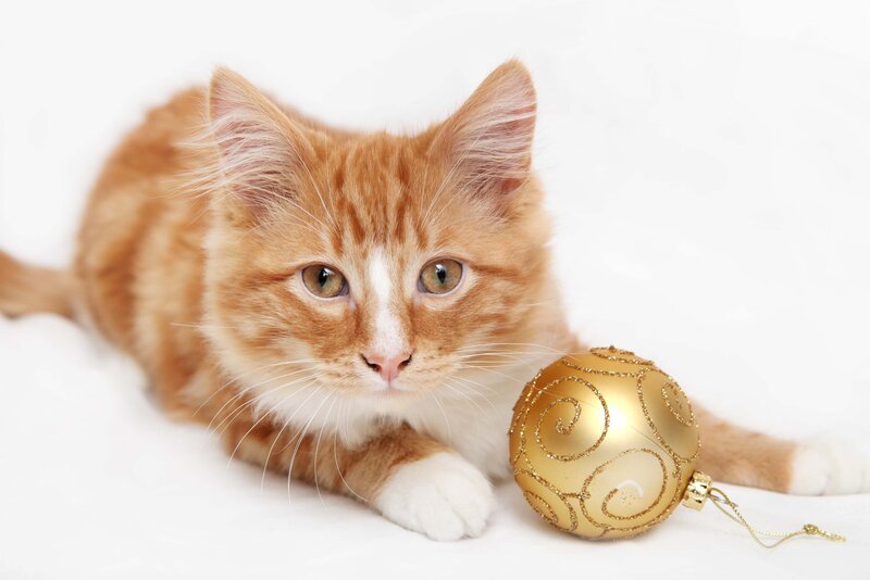 Orange Tabby Kitten — Calm, Photograph, Gold Ornament