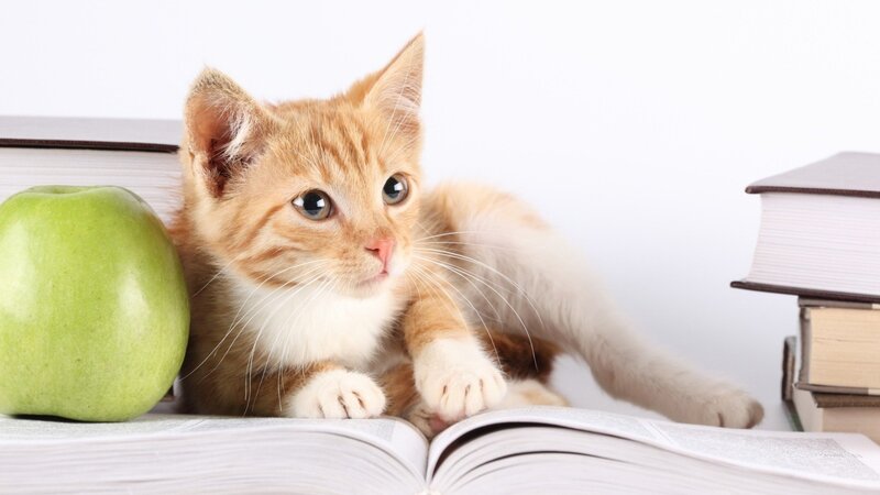 Orange Tabby Kitten — Calm, Photograph, Green Apple
