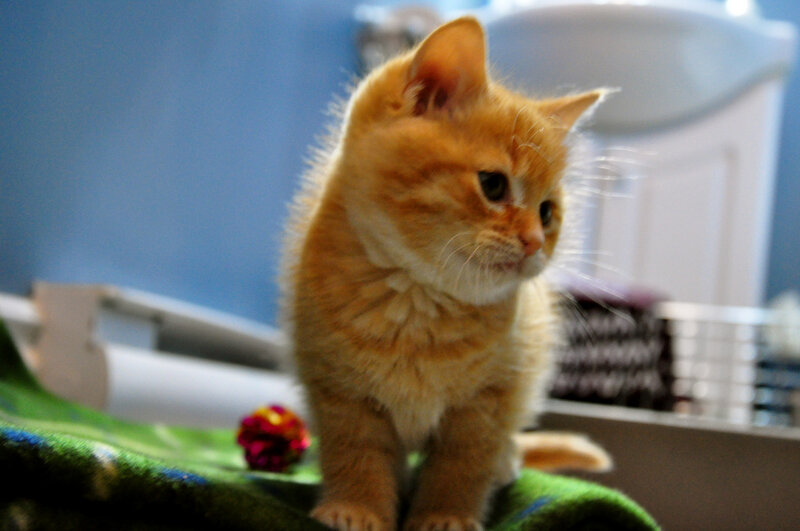 Orange Tabby Kitten — Calm, Photograph, Green Blanket