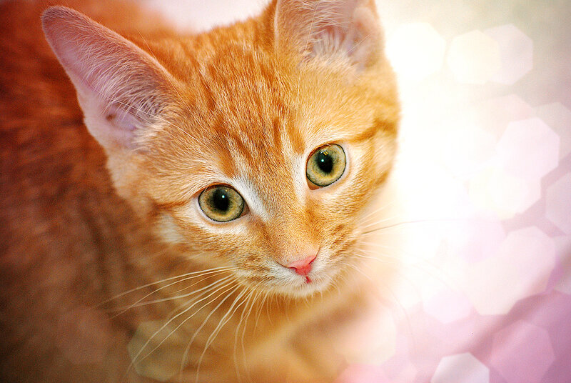 Orange Tabby Kitten — Calm, Photograph, Green Eyes
