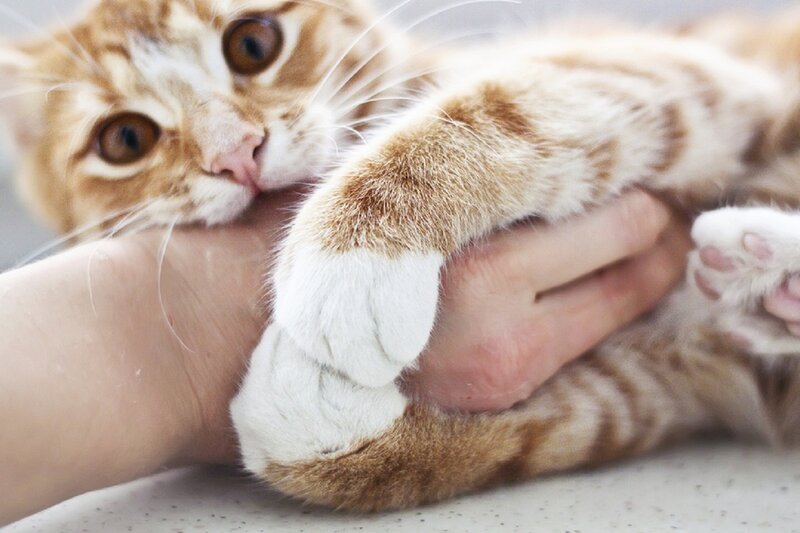 Orange Tabby Kitten — Calm, Photograph, Hand