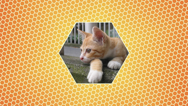 Orange Tabby Kitten — Calm, Photograph, Hexagon Pattern