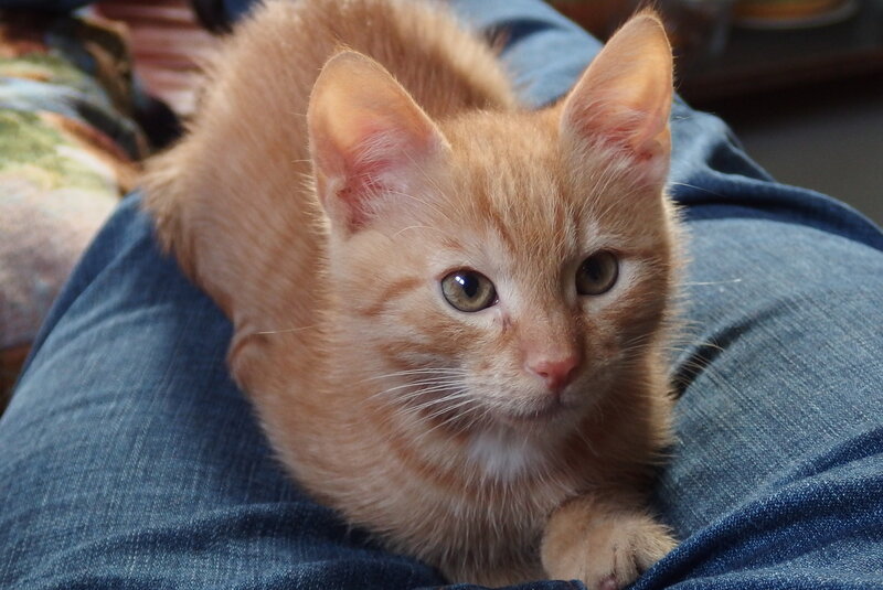 Orange Tabby Kitten — Calm, Photograph, Jeans