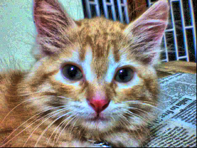 Orange Tabby Kitten — Calm, Photograph, Newspaper