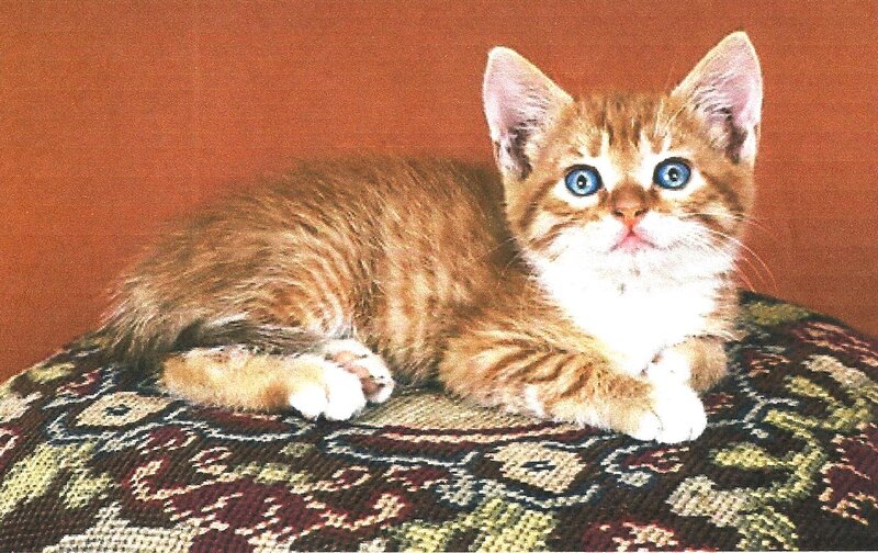 Orange Tabby Kitten — Calm, Photograph, Patterned Cushion