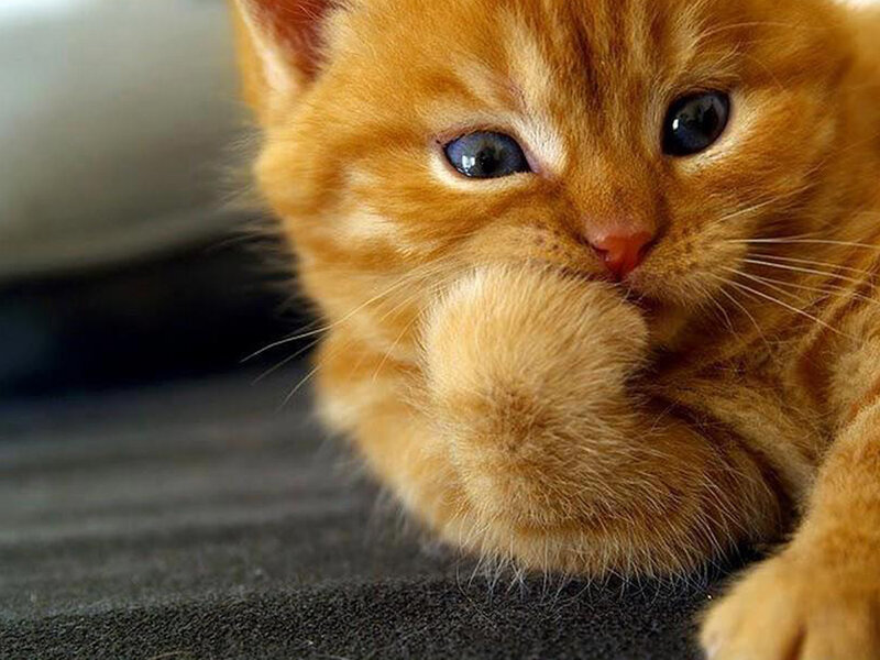 Orange Tabby Kitten — Calm, Photograph, Paw