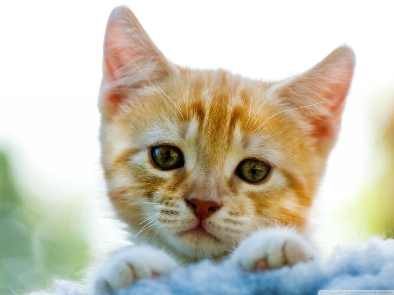Orange Tabby Kitten — Calm, Photograph, Paws