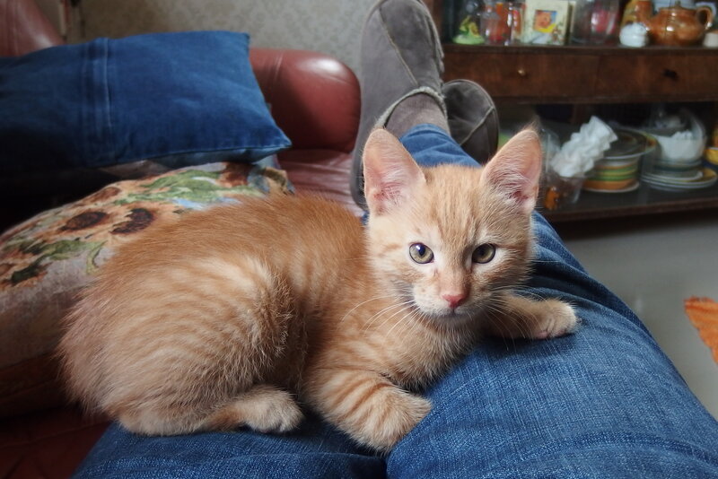 Orange Tabby Kitten — Calm, Photograph, Person