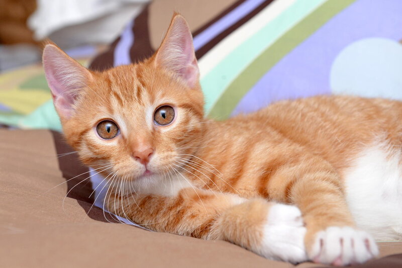 Orange Tabby Kitten — Calm, Photograph, Pillow, Bed