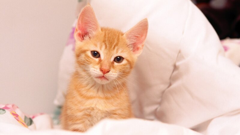 Orange Tabby Kitten — Calm, Photograph, Pillow, Blanket