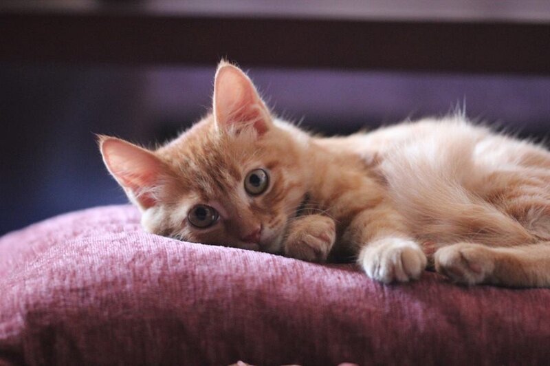 Orange Tabby Kitten — Calm, Photograph, Pillow, Couch