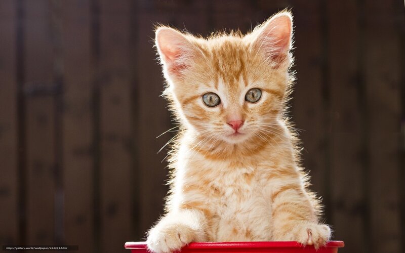 Orange Tabby Kitten — Calm, Photograph, Red Container