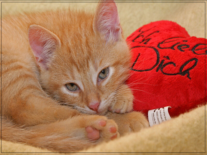 Orange Tabby Kitten — Calm, Photograph, Red Heart Pillow