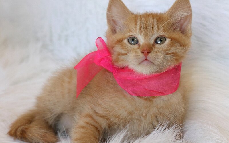 Orange Tabby Kitten — Calm, Photograph, Ribbon