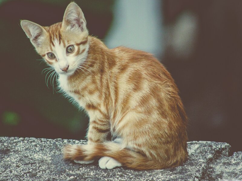 Orange Tabby Kitten — Calm, Photograph, Stone Surface