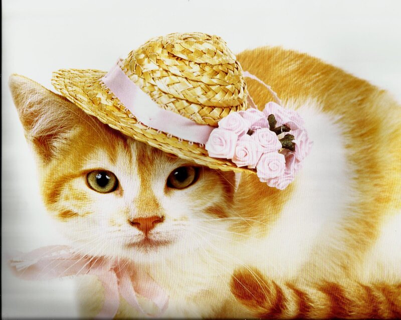 Orange Tabby Kitten — Calm, Photograph, Straw Hat
