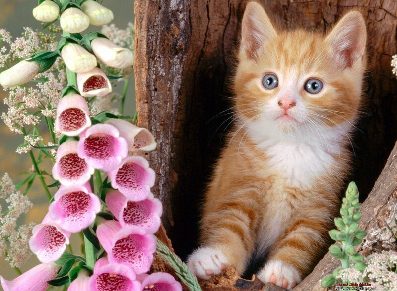 Orange Tabby Kitten — Calm, Photograph