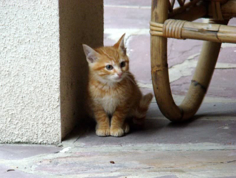 Orange Tabby Kitten — Calm, Photograph, Wall