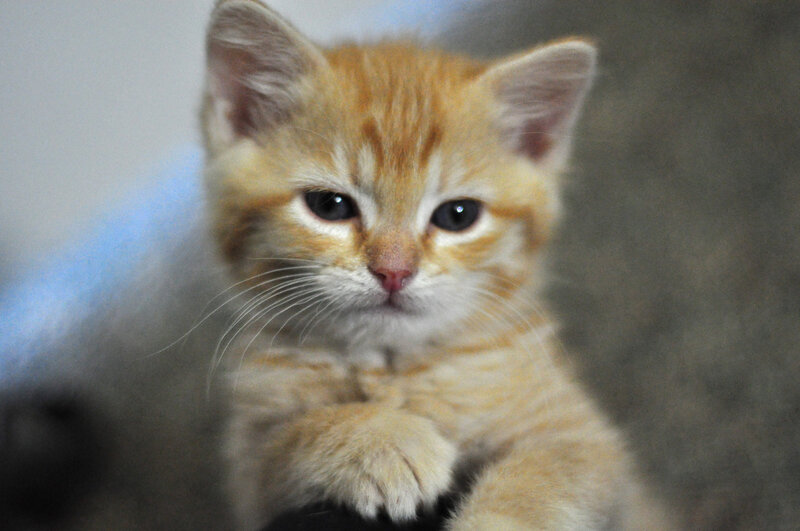 Orange Tabby Kitten — Calm, Photograph, Whiskers