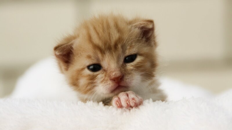 Orange Tabby Kitten — Calm, Photograph, White Blanket
