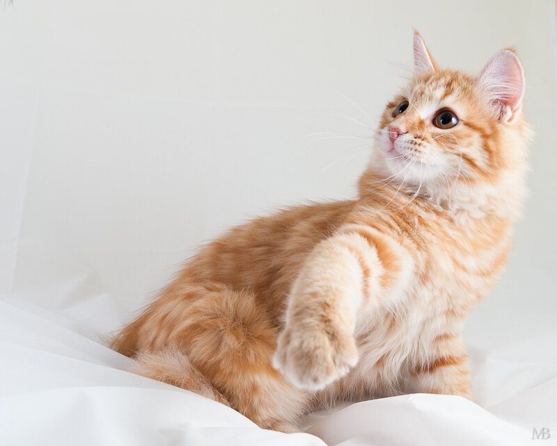 Orange Tabby Kitten — Calm, Photograph, White Fabric