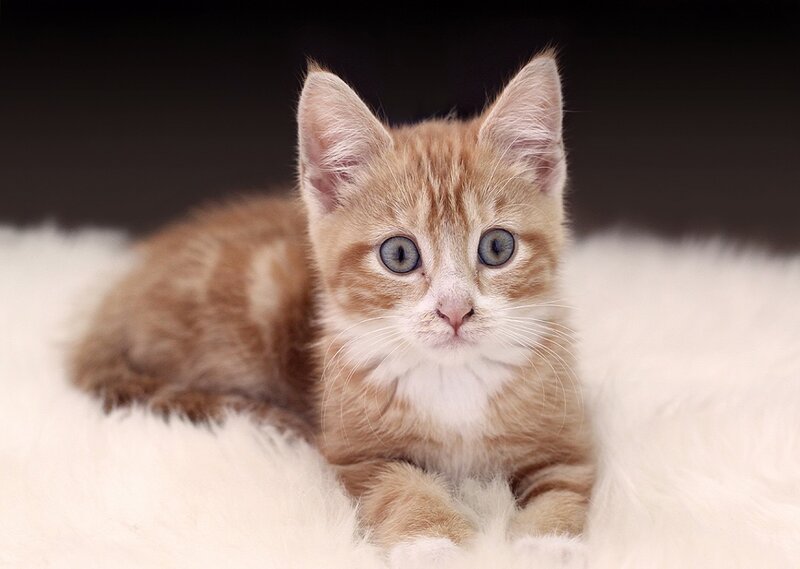 Orange Tabby Kitten — Calm, Photograph, White Fur