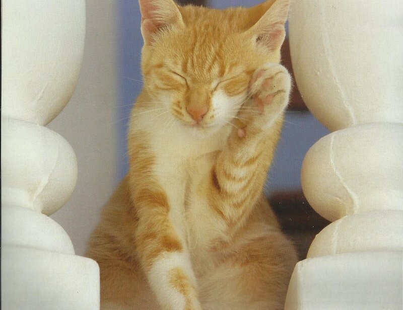 Orange Tabby Kitten — Calm, Photograph, White Furniture
