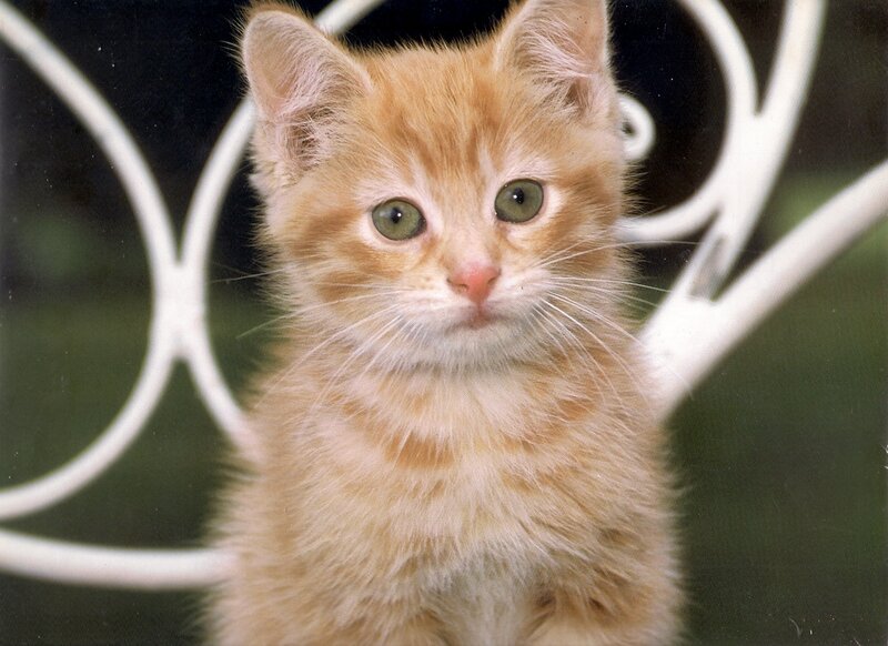 Orange Tabby Kitten — Calm, Photograph, White Metal Fence