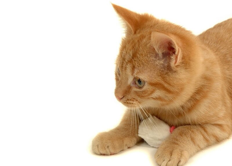 Orange Tabby Kitten — Calm, Photograph, White Toy