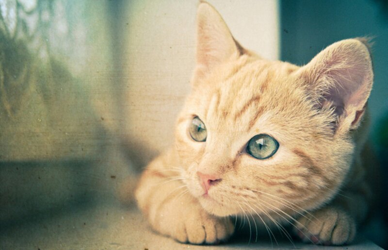 Orange Tabby Kitten — Calm, Photograph, Window