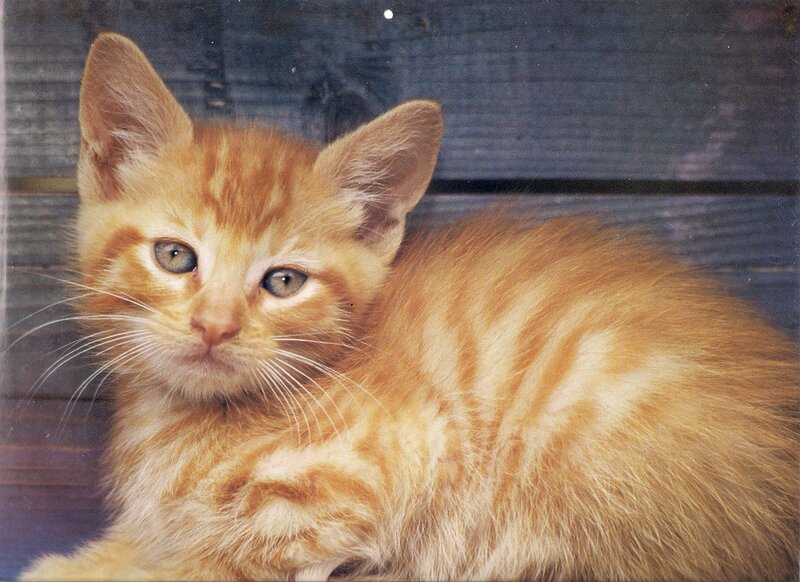 Orange Tabby Kitten — Calm, Photograph, Wooden Wall