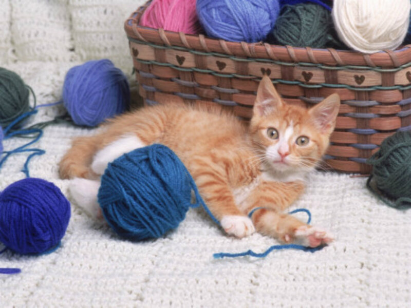 Orange Tabby Kitten — Calm, Photograph, Yarn Balls, Basket