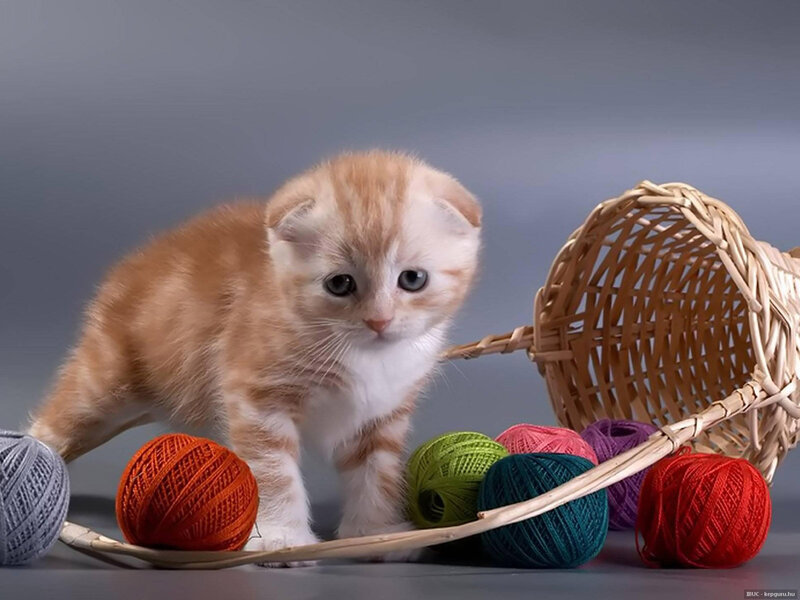 Orange Tabby Kitten — Calm, Photograph, Yarn Balls