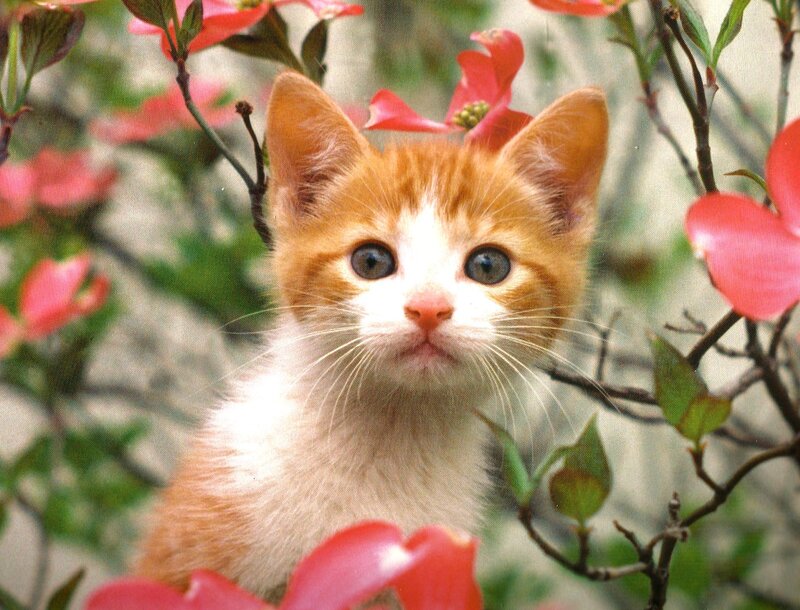 Orange Tabby Kitten — Calm, Spring, Photograph