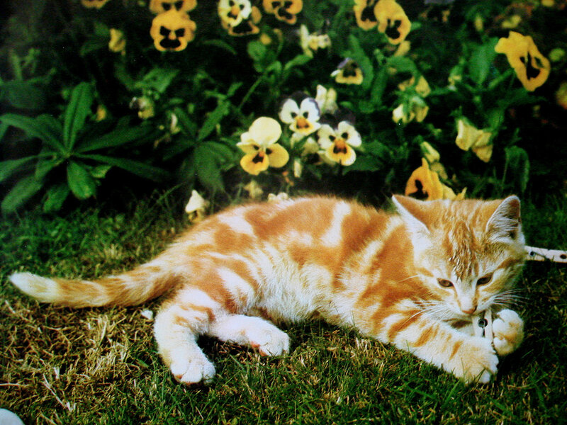 Orange Tabby Kitten — Calm, Spring