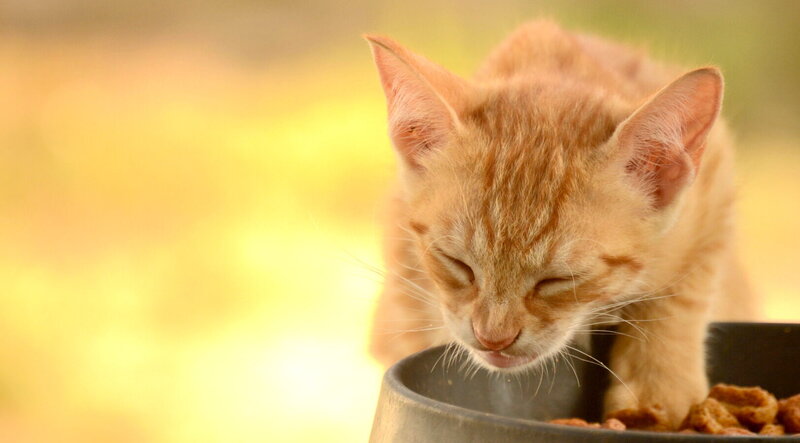 Orange Tabby Kitten — Calm, Sunset