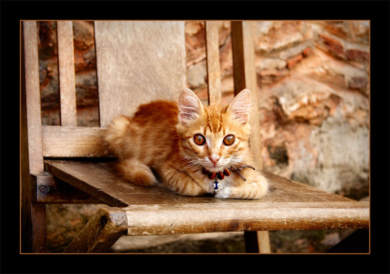 Orange Tabby Kitten — Calm