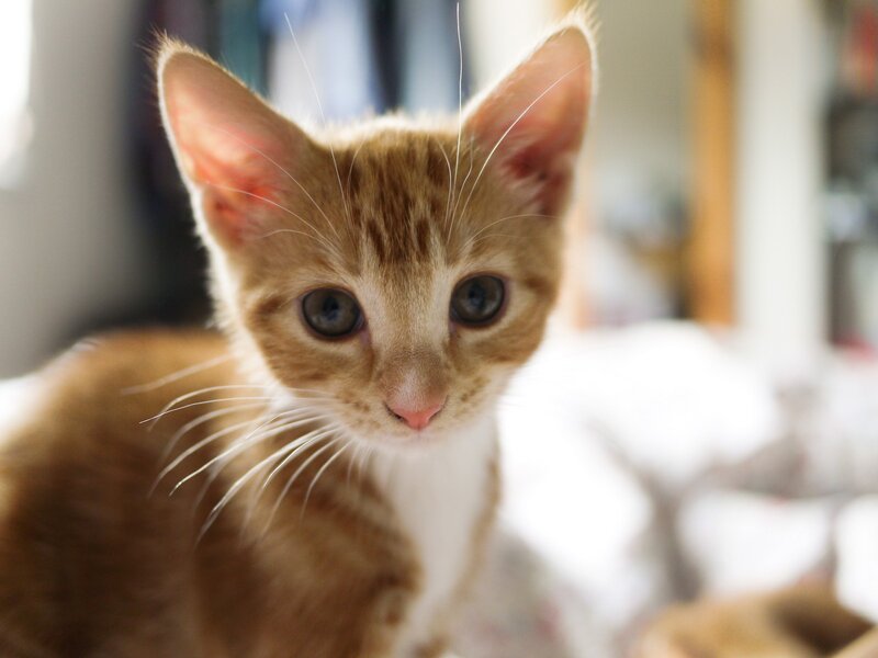 orange tabby kitten close-up